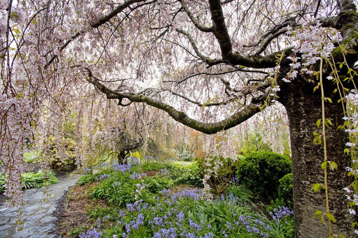 Blue Mountains Botanic Garden Mount Tomah 